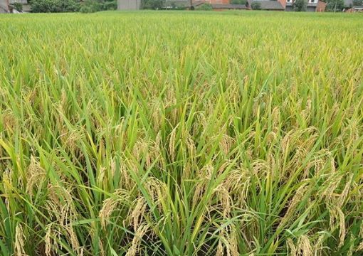 點擊查看詳細信息<br>標題：   閱讀次數：2928